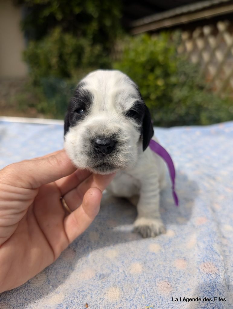 de la légende des elfes - Chiots disponibles - Cocker Spaniel Anglais