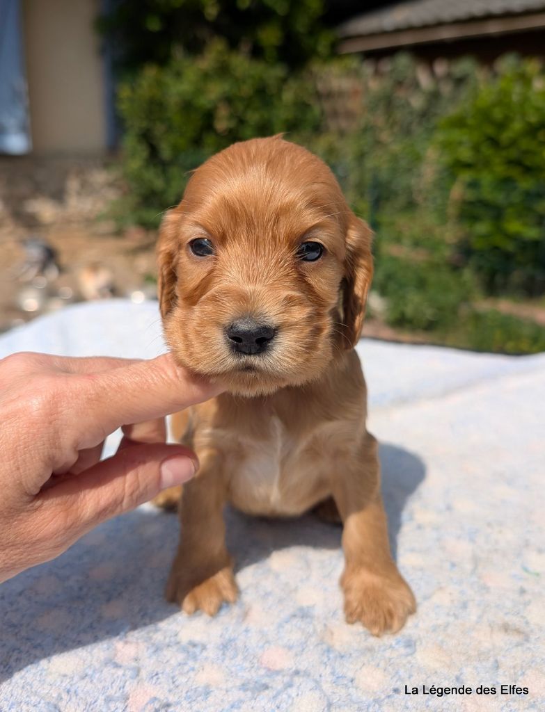 de la légende des elfes - Chiots disponibles - Cocker Spaniel Anglais