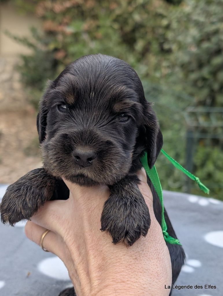de la légende des elfes - Chiots disponibles - Cocker Spaniel Anglais