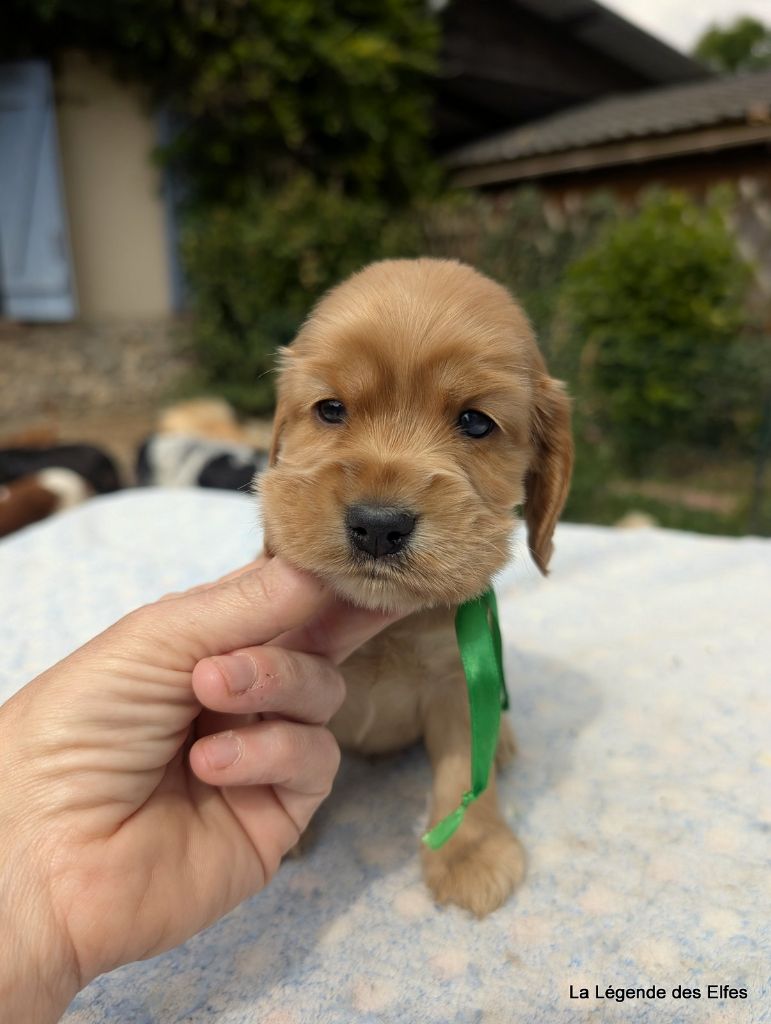 de la légende des elfes - Chiots disponibles - Cocker Spaniel Anglais