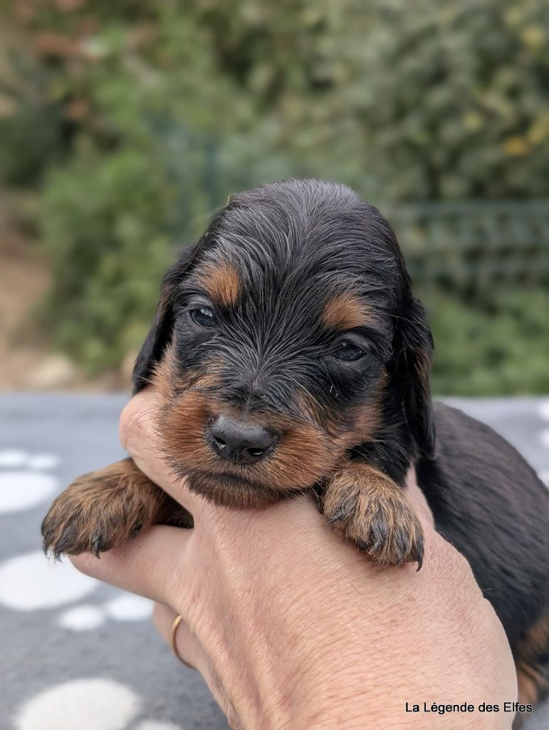 de la légende des elfes - Chiots disponibles - Teckel poil long