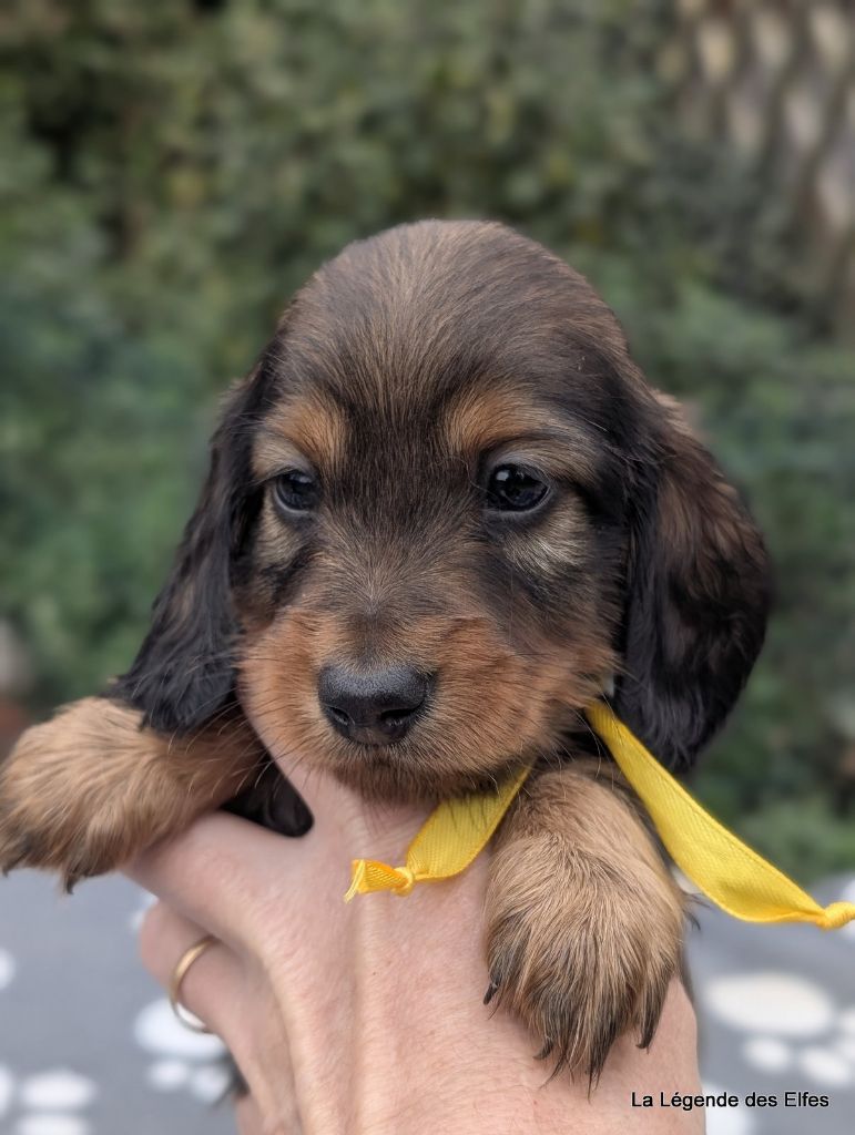 de la légende des elfes - Chiots disponibles - Teckel poil long
