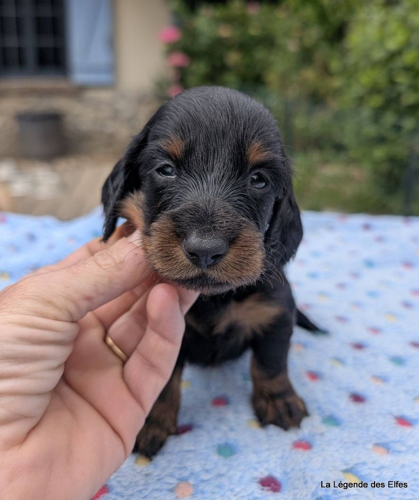 de la légende des elfes - Chiots disponibles - Teckel poil long