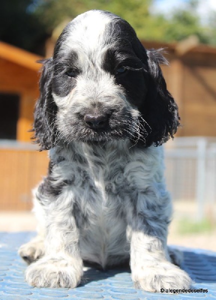 Chiot Cocker Spaniel Anglais de la légende des elfes