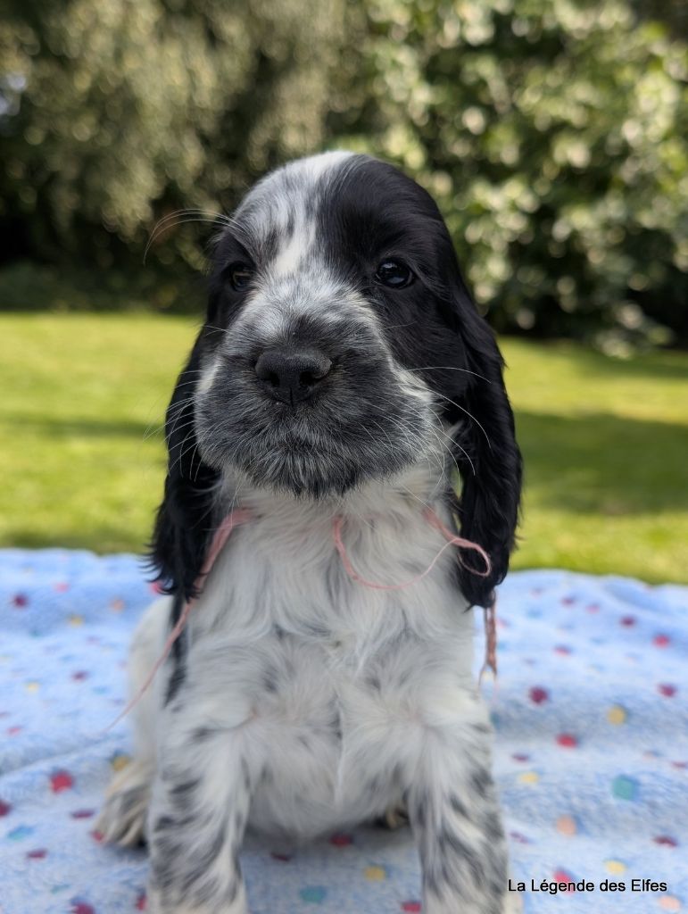 de la légende des elfes - Chiots disponibles - Cocker Spaniel Anglais